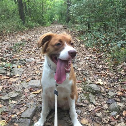 things to do in Nashville with dog; dog-friendly hikes in Nashville; 